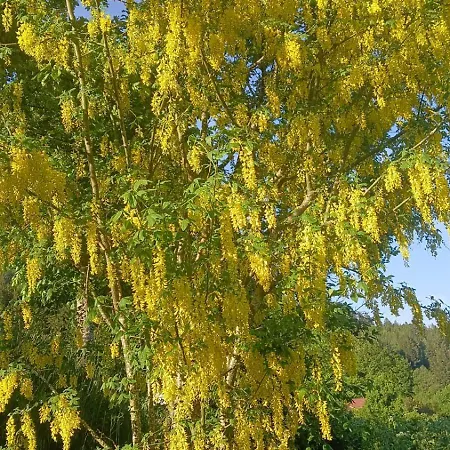 Auf Dem Bueckle Appartement Kleines Wiesental