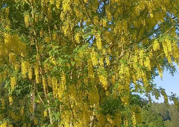 Auf Dem Bueckle Lägenhet Kleines Wiesental